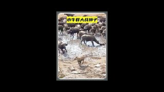 水牛群萬眾一心，多次從獅子手中救出小野牛#野生動物零距離