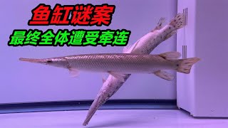 猛魚餵食一定得小心，稍有不慎，可能導緻整缸魚“全軍覆沒” #猛魚 #寵物