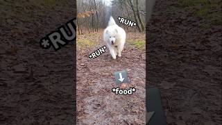 Kalif the Samoyed RACES like the wind