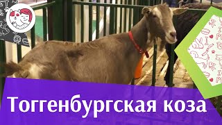 Тоггенбургская коза. Особенности породы, уход