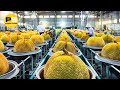 You Won't Believe How Thai Farmers Harvest JACKFRUIT | Amazing Thailand Street Food