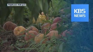 폭염에 과수 피해 심각…농가 시름 깊어 / KBS뉴스(News)