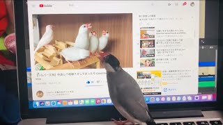 文鳥たちのケンカへ参戦するあずき☆Java Sparrow named Azuki and Milky.【勝手にコラボシリーズ】