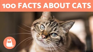 100 FACTS About CATS That May SURPRISE You 🐱🐾