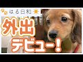 ドキドキ!? 子犬のダックス 遂に外出デビュー！【カニンヘンダックスフンド】