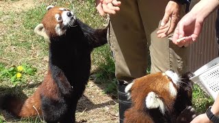 レッサーパンダ　リーファちゃんとショウショウくん　飼育員さんを見たらリンゴだよ　【のんほいパーク】