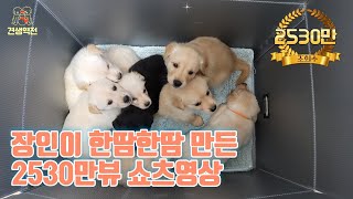 쇼츠장인이 한땀한땀 만든 2530만조회수의 강아지영상