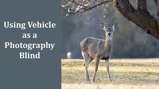 Using Vehicle as Blind for Wildlife Photography Including Bean Bag, Ground Pod and Long Lenses