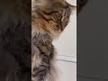 【猫】絶対カメラ見ないvsお願いカメラ目線ください shorts cat mainecoon