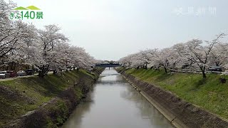 【ぎふ１４０景】百十郎桜（各務原市）