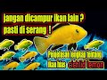 IKAN LEMON SI IKAN HIAS KECIL PENGUASA AQUASCAPE | Pecinta ikan hias wajib nonton !