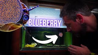 Meet my new pet BLUEBERRY SNAIL (CARE GUIDE \u0026 BREEDING GUIDE)