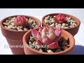 my rare succulent collection growing journey colorful echeveria april 2021