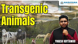 Explained: Transgenic Animals | Genetic Engineering | Biotechnology