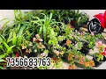 bougainvillea plants for sale സെയിൽ ആയിട്ട് വന്നിട്ടുള്ള കടലാസ് ചെടികൾ homegardeningideas