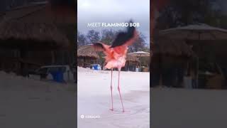 बड़ा राजहंस (Greater flamingo), जिसका वैज्ञानिक नाम \