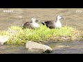 서울 양재천 봄길 따라 과천에서 양재까지 walking along yangjaecheon 봄이 오는 길