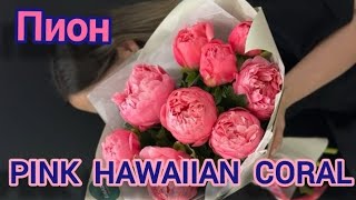 Пион PINK HAWAIIAN CORAL. Достойный и недооценённый сорт.