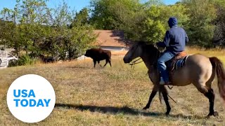 Cowboys help wrangle a bison on the lam | USA TODAY