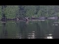 cow moose in the bwca