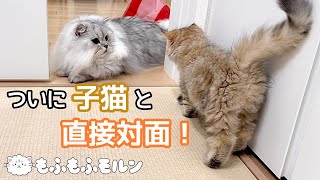 もふもふ猫と子猫がついに対面！！（後編） 【サイベリアン】