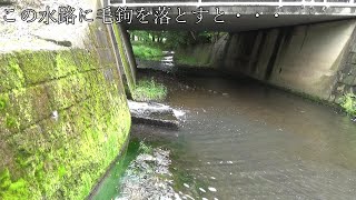 毛鉤で簡単にオイカワが釣れる