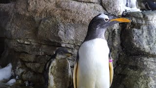 メス同士のペンギンカップル、他のつがいの卵を温め孵化　スペイン（字幕・24日）