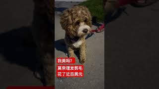 狗狗理发比人贵 Dog haircuts are expensive