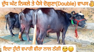 14-15ਲੀਟਰ ਵਾਲੀਆ ਚੰਗੀਆ ਝੋਟੀਆ ਵੀਕਾਓ। Buffalo for sale/vadiya farm/8-11-22