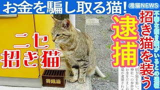 招き猫を装い、神社への参拝客からお金をだまし取ろうとした罪で猫が逮捕