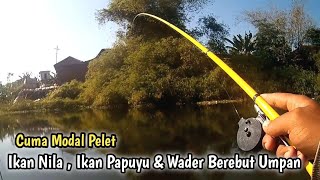 mancing betok babon pakai tegek ityp mantap poll