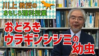 驚き、ウラギンシジミ幼虫の威嚇行動