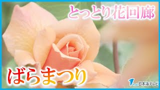 【バラのシーズン到来】とっとり花回廊の「ばらまつり」では1000株のバラが甘い香りで出迎える　鳥取県南部町