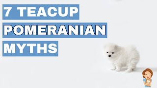 Teacup Pomeranian Myths Busted! What You Didn’t Know About These Tiny Dogs