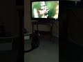 Cat Loves Watching TV #shorts #cute #cat