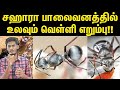 Silver Coating மூலம் வெயிலில் இருந்து தப்பிக்கும் எறும்புகள்! | Saharan Silver ants