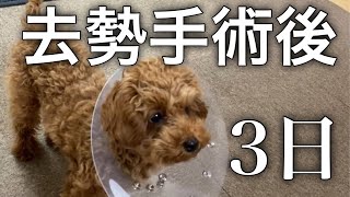 トイプードル子犬　去勢手術 3日後