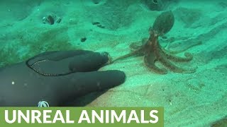 Tiny cute octopus plays with scuba diver