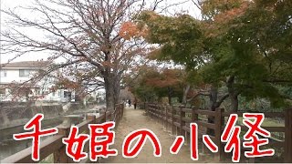 Walking in Himeji Castle Senhime Road（Autumn） 秋の千姫の小径