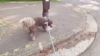 【犬のvlog】 #オーストラリアンラブラドゥードル #australianlabradoodle #dogs #vlog