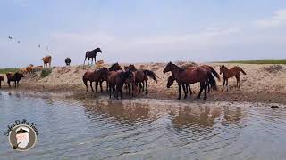 Caii salbatici de  la Letea, Delta Dunării, canalul Sidor. The  Wild horses from Letea, Danube Delta