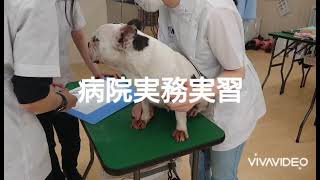 動物専門学校 トリマー 動物看護師 アクアリウム 動物のお仕事　病院実務実習の様子①