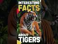 Mind-Blowing Facts About Tigers You Need to Know 🐯🔥            #ytshorts #factblitz #shorts #tiger