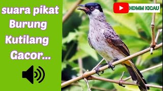 Suara Pikat Burung Kutilang Gacor Paling Jitu