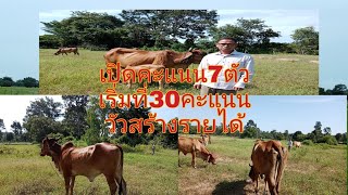 🐂พ่อครูเฒ่าวัยเกษียณ.เลี้ยงวัวดีรายได้เข้าเดือนละ1หมื่นถึง5หมื่นบาท.เปิดขาย.เริ่มที่30คะแนน7ตัวสวยๆ