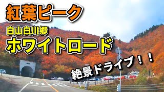 紅葉真っ盛りの白山白川郷ホワイトロード