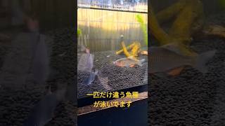 一匹だけ違う魚が紛れてるよ！（ちょいムズ） #タナゴ釣り#タナゴ#クイズ