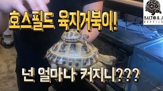 희귀 파충류!! 호스필드 육지거북이!! 궁금증 해결~!!!