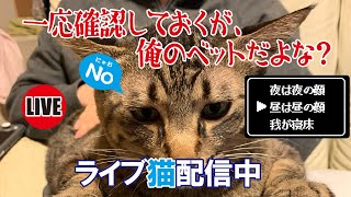 【猫ライブ】一応確認しておくが、俺のベットだよな？ 2025.1.31【後半】猫の寝姿が中心になりますので動きがほぼありませんｗ