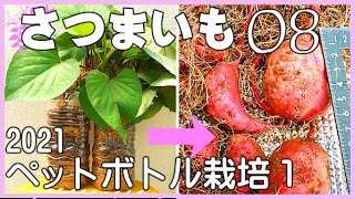 さつまいもをペットボトルで栽培してみました。【Sweet potato  PET bottle cultivation】「さつまいもベランダ栽培」「さつまいも育て方」「さつまいも栽培方法」